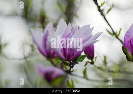 Floraison, fleur de magnolia fraîche et rose. Un autre bourgeon sur les branches du buisson. La nature prend vie au printemps. Arrière-plan naturel et flou. Beautifu Banque D'Images