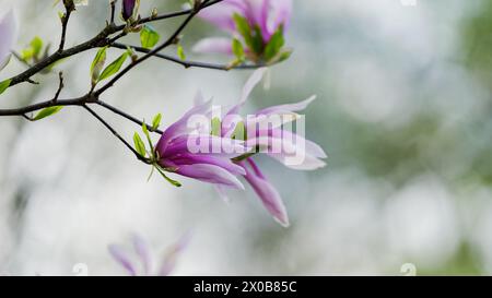 Floraison, fleur de magnolia fraîche et rose. Un autre bourgeon sur les branches du buisson. La nature prend vie au printemps. Arrière-plan naturel et flou. Beautifu Banque D'Images