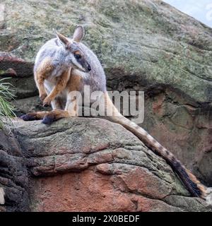 Wallaby rocheux à pieds jaunes, Petrogale xanthopus, ou wallaby rocheux à queue annulaire, sur affleurement rocheux. Une espèce vulnérable endémique de l'Australie méridionale, New S. Banque D'Images