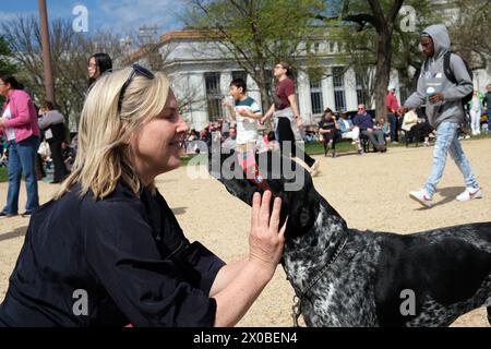 Washington DC, États-Unis. 08 avril 2024. Des milliers de personnes pendant une éclipse de soleil regardant le ciel dans le National Mall, Washington DC. Crédit : SOPA images Limited/Alamy Live News Banque D'Images