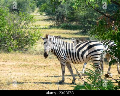 Le zèbre de Grevy se trouve dans l'herbe dans un habitat naturel. Delta de l'Okavango, Botswana, Afrique. Tourisme et concept de vacances. Banque D'Images