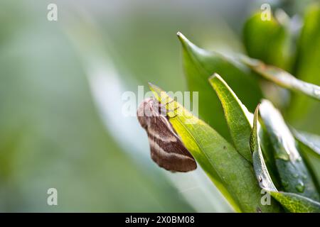 Papillon cramoisi (Macrothylacia rubi) mâle. Insecte de la famille des Lasiocampidae Banque D'Images