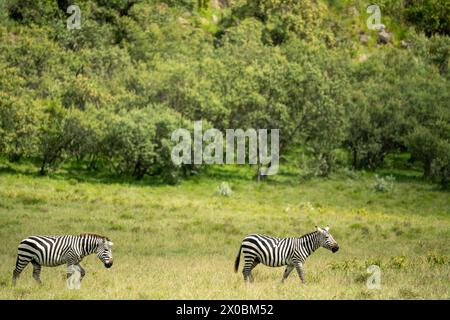 zebra dans la zone de la porte de l'enfer kenya Banque D'Images