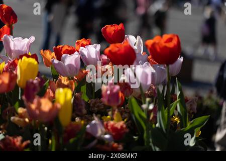 Amsterdam, pays-Bas. 10 avril 2024. Les tulipes sont vues lors du Festival des tulipes 2024 à Amsterdam, pays-Bas, le 10 avril 2024. Crédit : Sylvia Lederer/Xinhua/Alamy Live News Banque D'Images