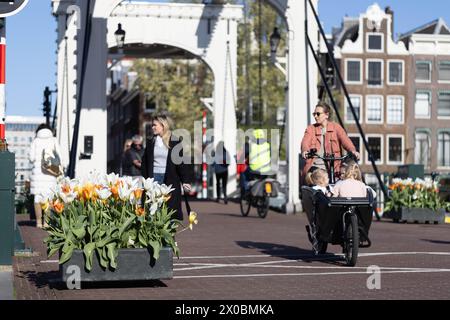 Amsterdam. 10 avril 2024. Cette photo prise le 10 avril 2024 montre une vue de rue au Skinny Bridge lors du Festival des tulipes 2024 à Amsterdam, aux pays-Bas. Crédit : Sylvia Lederer/Xinhua/Alamy Live News Banque D'Images