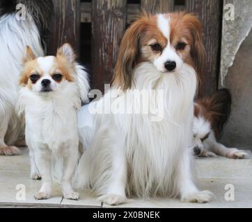 papillon et chihuahua comme meilleurs amis dans l'amour Banque D'Images