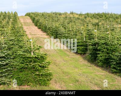 Rangées d'arbres à flanc de colline dans la plantation d'arbres de Noël à Dyreborg, Faaborg-Midtfyn, Funen, Danemark du Sud Banque D'Images