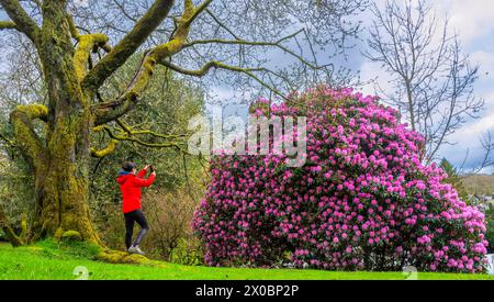Ambleside, Royaume-Uni. 10 avril 2024. Météo britannique. Ambleside, Lake District, Cumbria, Angleterre. Jude Wilkinson prend un moment pour apprécier le parfum et les fleurs colorées d'un énorme Rhododendron rose fleuri dans la pittoresque Ambleside dans le Lake District, Cumbria. Crédit photo : phil wilkinson/Alamy Live News Banque D'Images