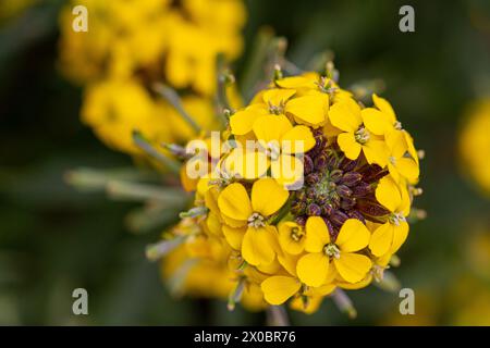 gros plan des fleurs d'une fleur murale ou d'une fusée des prairies (erysium capitanum) Banque D'Images