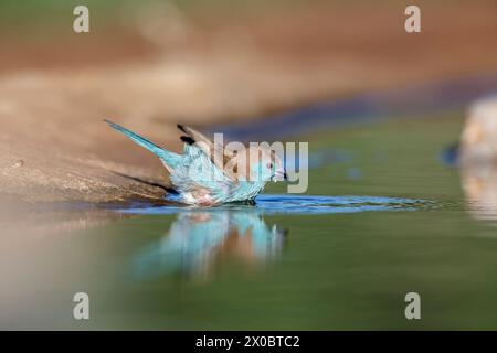 Blue-breasted Cordonbleu dans Kruger National Park, Afrique du Sud ; Espèce Uraeginthus angolensis famille des Estrildidae Banque D'Images