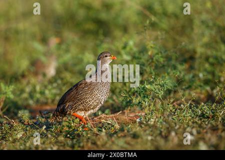 Natal francolin marchant dans l'herbe dans le parc national Kruger, Afrique du Sud ; espèce Pternistis natalensis famille des Phasianidae Banque D'Images