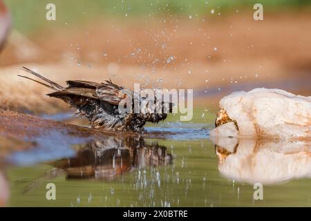 Bruant à tête grise du sud baignant dans un trou d'eau dans le parc national Kruger, Afrique du Sud ; famille de espèce Passer diffusus de Passeridae Banque D'Images