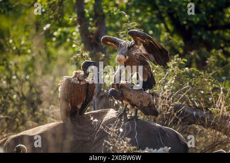 Vulture à dos blanc s'accouplant sur carcasse d'éléphant mort dans le parc national Kruger, Afrique du Sud ; espèce Gyps africanus famille des Accipitridae Banque D'Images