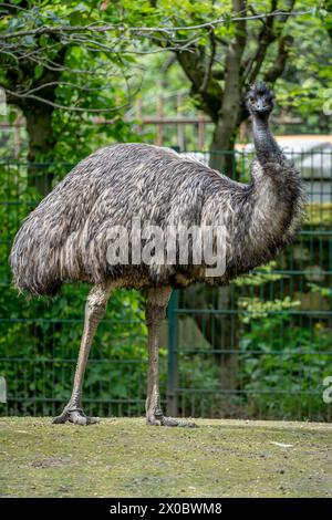 La ménagerie, le zoo du jardin végétal. Vue d'un oiseau émeu australien dans un parc d'herbe verte Banque D'Images