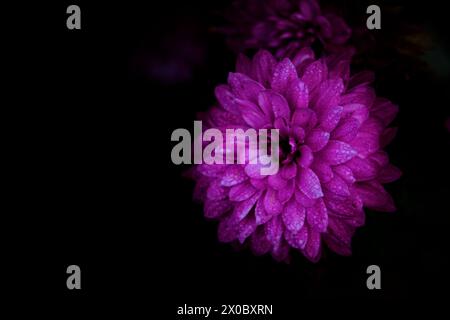 Aster ou Settembrino : la fleur représentant septembre Banque D'Images