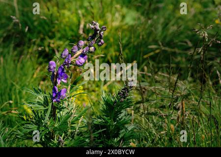 Gros plan d'un monkshood commun (Aconitum napellus) pris dans les Alpes d'Ortler Banque D'Images