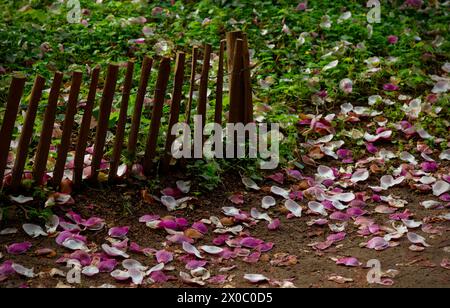 Pétales de fleur d'un arbre Magnolia en blanc et rose couché sur le sol brunâtre à côté d'une vieille clôture en bois Banque D'Images