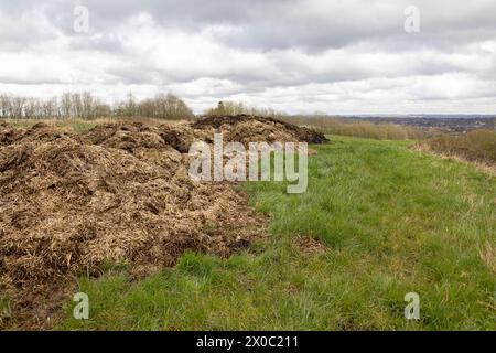 pile de fumier animal sur le côté du champ, à utiliser comme engrais, concept agricole Banque D'Images