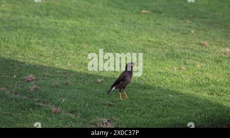 Commune Mynah sur herbe au moyen-Orient Banque D'Images