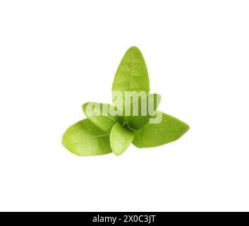 Feuilles de canneberge isolées sur blanc Banque D'Images