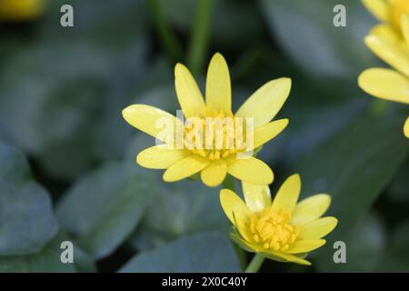 Belles fleurs jaunes de moindre célandine poussant à l'extérieur, gros plan Banque D'Images