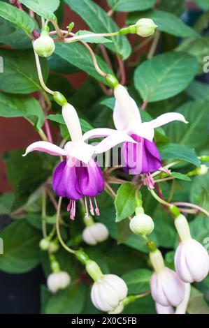 Fuchsia jollies Trailing Valence est une floraison estivale fuchsia pérenne durable demi robuste à feuilles caduques et pourpres a de petites fleurs blanches et violettes de type unique Banque D'Images