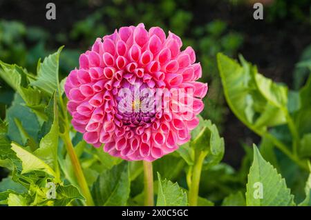 Gros plan de Dahlia Jowey Winnie une petite boule de saumon rose dahlia qui est une floraison estivale semi-robuste gel tendre pérenne décidue Banque D'Images