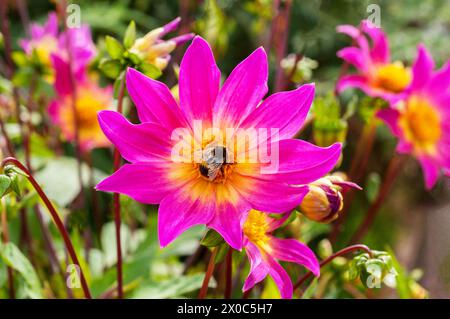 Gros plan de Dahlia yeux brillants un dahlia unique violet/rose et jaune crème avec abeille au centre une demi vivacité feuillu tendre givre Banque D'Images