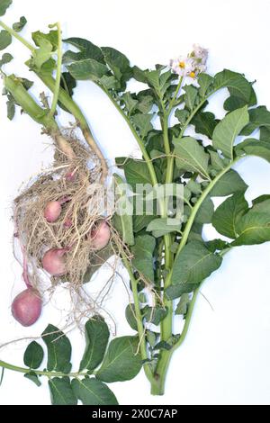 L'image montre les tiges d'un arbuste de pommes de terre avec des feuilles vertes, des fleurs et un système racinaire avec des fruits de pomme de terre nouveau-nés. Banque D'Images