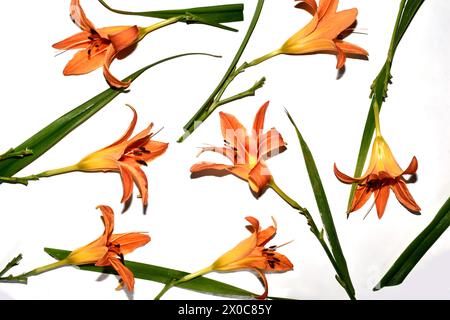 Motif de texture créé à partir de fleurs de lis, feuilles vertes sur blanc. Banque D'Images