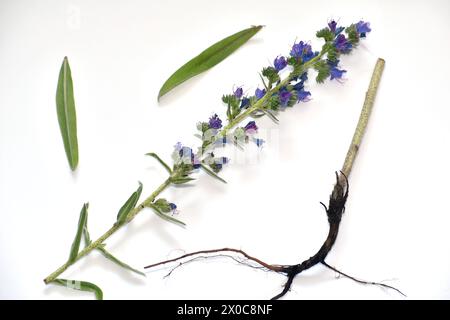 Herbe de champ larkspur tige avec fleurs violettes, feuilles et racine sur blanc. Banque D'Images