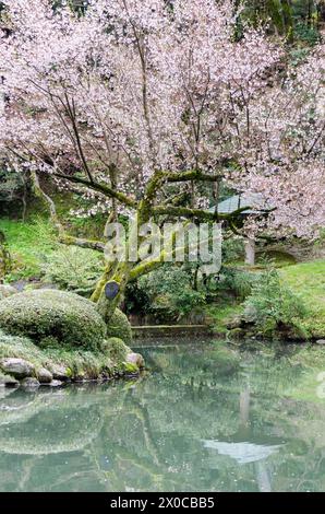 Un arbre avec des fleurs roses est dans un parc avec un étang. L'étang est calme et l'arbre est entouré d'herbe Banque D'Images