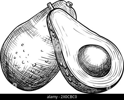 Illustration vectorielle d'avocat. Dessin de fruit avec une graine peinte par des encres noires dans le style art au trait. Peinture botanique végétale pour la conception d'emballages alimentaires ou cosmétiques. Gravure sur fond isolé. Illustration de Vecteur