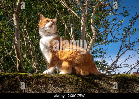 chat tabby à l'extérieur entouré d'arbres regardant loin de la caméra Banque D'Images