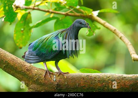 Nicobar pigeon ou Caloenas nicobarica assis sur la branche avec le matériel de nid dans le bec Banque D'Images