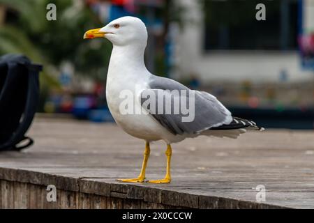 Vue rapprochée de la mouette dans la ville d'Istanbul, Turquie. Banque D'Images