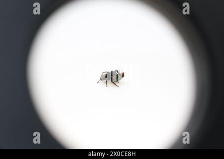 araignée sautante avec phidippus carneus de farine de mouche Banque D'Images