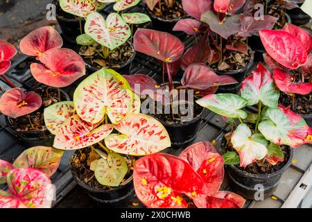 Feuillage rouge hybride de plante de caladium exotique coloré dans des pots de fleurs à l'intérieur du marché de jardin urbain de jungle. Banque D'Images