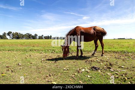 Cheval brun dans un pâturage d'une ferme Banque D'Images