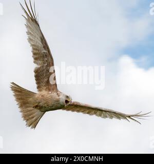 Leucistic Red Kite en vol Banque D'Images