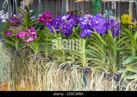 Belles orchidées vanda orchidee kaufen avec de belles fleurs et des feuilles vertes. Beaucoup de couleurs différentes sur l'affichage dans un centre de jardin. Banque D'Images