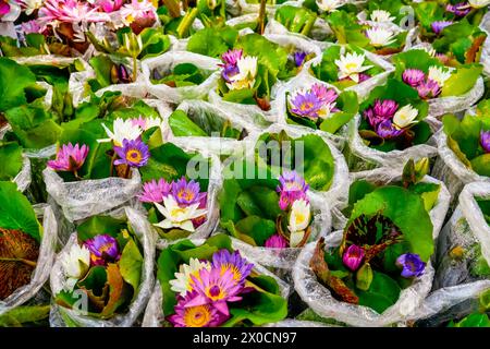 Beau nombreux assortiments de couleurs lilas, violet, violet, nénuphar bleu jaune rose ou fleur de lotus en composition d'étang dans un bouquet. Banque D'Images