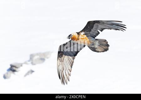 Un vautours barbu adulte en pleine altitude dans les Alpes suisses. Banque D'Images