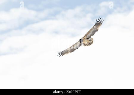 Un vautours barbu adulte en pleine altitude dans les Alpes suisses. Banque D'Images