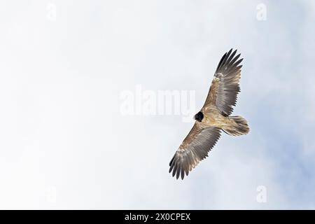 Un vautours barbu adulte en pleine altitude dans les Alpes suisses. Banque D'Images