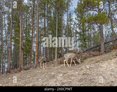 Deux cerfs mulets (Odocoileus hemionus) broutant sur une pente rocheuse dans le parc national Banff, Alberta, Canada Banque D'Images
