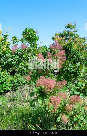 Barbe d'Aaron (Cotinus coggygria) cultivée en Crimée au plus tard en 1650. Les plantations de Scumpia ont une valeur de protection des sols et d'anti-érosion (ceintures forestières Banque D'Images