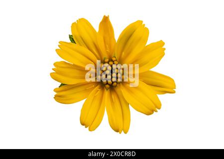 Vue de dessus de la fleur de Little Yellow Star ou Singapour Daisy isolée sur fond blanc avec chemin de détourage. Banque D'Images