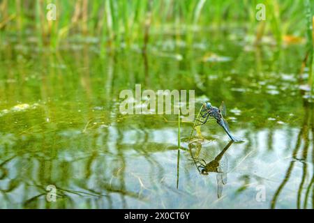 Skimmer du Sud (Orthetrum brunneum) mâle. Crimée orientale, péninsule de Kertch. Une libellule qui vient d'émerger de la larve Banque D'Images