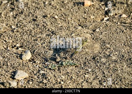 Orthetrum bordé de noir (Orthetrum cancellatum) sur un chemin de terre en Crimée Banque D'Images